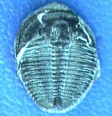 Tam diệp trùng Trilobita - Bá chủ thời cổ đại