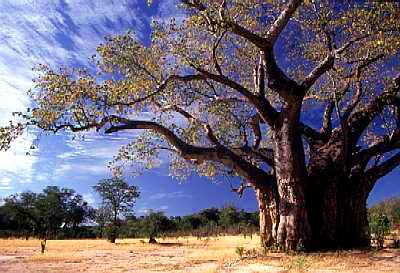 BaoBab ở Zimbabwe