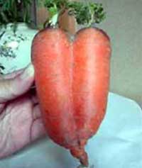 Cà rốt hình trái tim