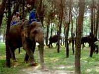 Khẩn cấp bảo tồn voi hoang dã Việt Nam