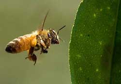 Tại sao ong thả 'bánh đỗ' trong khi bay?