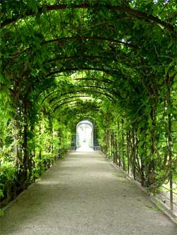 Đường hầm cây cảnh ở Schloss Schönbrunn