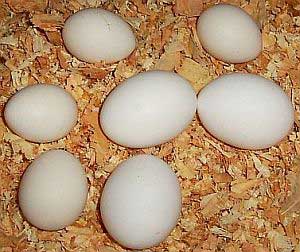 Làm thế nào phân biệt được trứng chín, trứng sống?