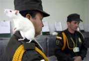 Huấn luyện chuột dò bom mìn