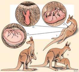 Chuột túi (Macropodidae) - Loài thú đẻ con cổ xưa
