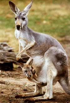 Câu chuyện thú vị về chuột túi Kangaroo  Biểu tượng nước Úc