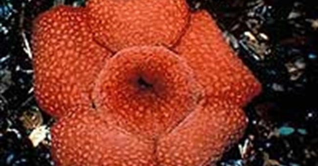 Hoa vua - Rafflesia arnoldii