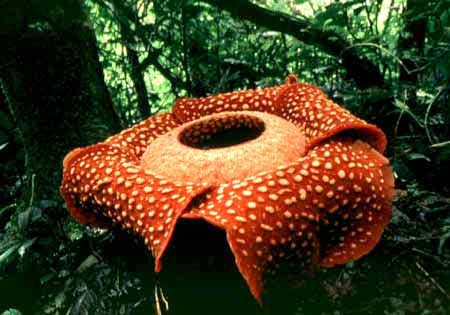 Hoa vua - Rafflesia arnoldii 