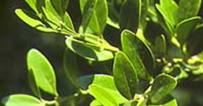 Hoàng dương - Buxus sinica Rehd ct Wils
