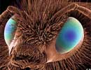 Mắt nhân tạo mô phỏng mắt côn trùng