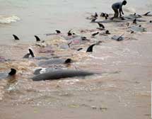 400 con cá heo chết dạt vào biển châu Phi