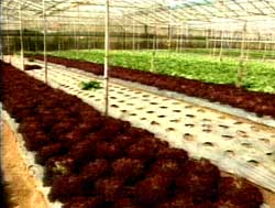 Việt Nam sản xuất thành công hạt giống nhân tạo
