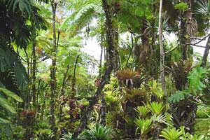 Giải mã bí ẩn vì sao rừng nhiệt đới nhiều loài hơn ôn đới