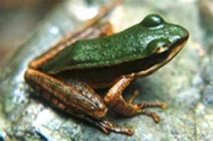 Phát hiện 8 loài ếch mới ở Lào
