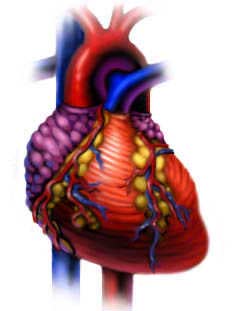 Rối loạn nhịp tim: nguyên nhân và cách phòng tránh