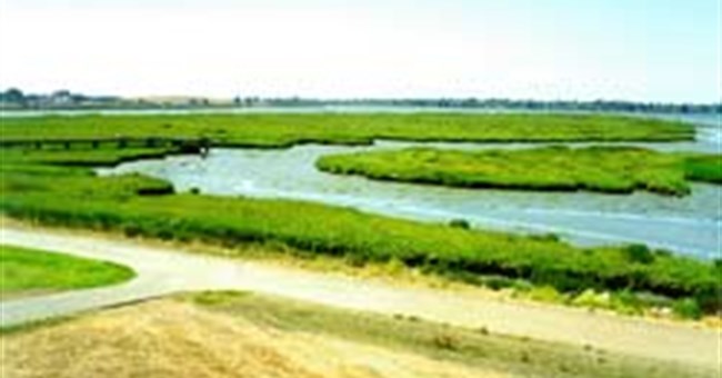 Đầm lầy - Cạm bẫy màu xanh