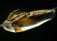 Loài rệp nước cũng có khả năng lặn như người