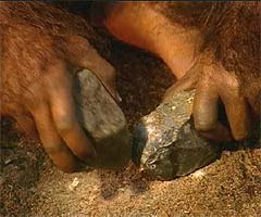 Homo habilis đang sử dụng đá làm công cụ lao động