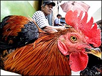 Thêm 5 người chết vì H5N1 ở Indonesia