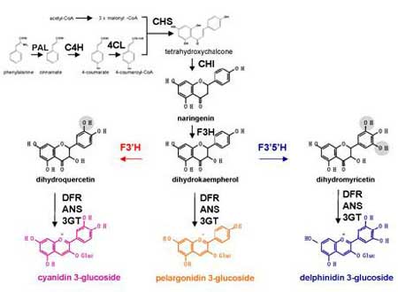 Tạo hoa hồng xanh bằng kỹ thuật RNAi