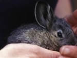 Con thỏ đực thuần chủng cuối cùng đã chết