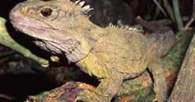 Thằn lằn cổ - Kỳ nhông (Sphenodon punctatus)