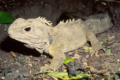 Thằn lằn cổ - Kỳ nhông (Sphenodon punctatus)