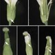 Vai trò mới của tiny RNA trong sự phát triển của thực vật