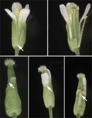 Vai trò mới của tiny RNA trong sự phát triển của thực vật