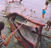 Kiên Giang: Cá lạ nặng hơn 4 tấn dạt vô bờ