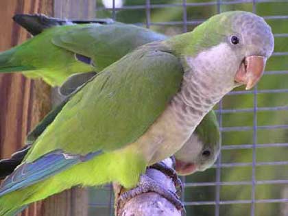 Loài vẹt có khả năng sử dụng lưỡi để nói
