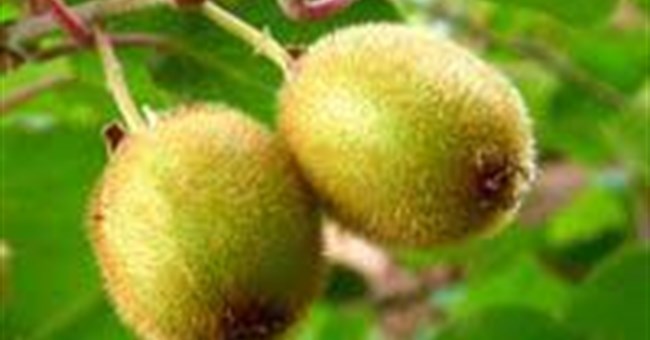 Đào khỉ Actinidiaceae - Loại quả siêu cấp