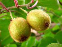 Đào khỉ Actinidiaceae - Loại quả siêu cấp