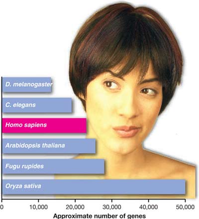 Tại sao con người có quá ít gene?