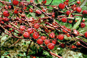 Lai tạo thành công "cây thực phẩm"