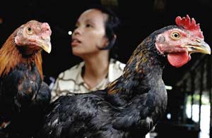 Indonesia: Hai ngày rưỡi có 1 người chết vì H5N1