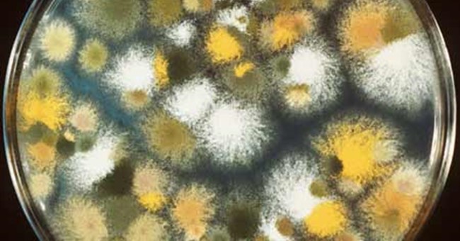 Mốc khúc (Aspergillus) - Tiến sĩ lên men