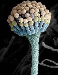 Mốc khúc (Aspergillus) - Tiến sĩ lên men