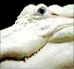 Hiện tượng đột biến gen hiếm thấy ở cá sấu