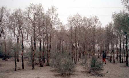 Hồ dương (Populus diversifolia) - Cây trồng đất mặn.