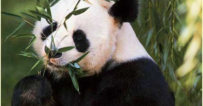 Gấu trúc Ailuropoda melanoleuca