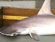 Thêm một loài cá mập được tìm thấy trong tự nhiên