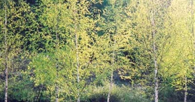 Bạch dương (Betula platyphylla) - Cây người đẹp