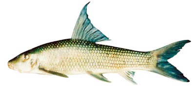 Nguy cơ tuyệt chủng 4 loài cá quý ở sông Hồng