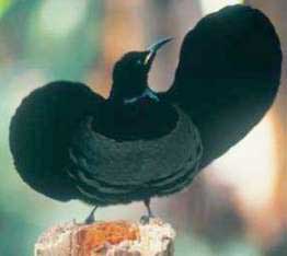 Chim đinh viên - Ptilonorhynchidae