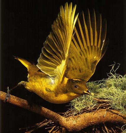 Chim đinh viên - Ptilonorhynchidae