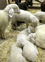 Cừu con nhận mẹ trong đám đông bằng cách nào?