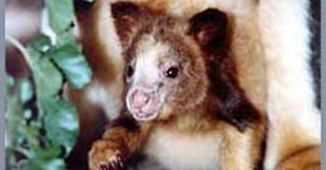 Gấu túi thơm (Dendrolagus)