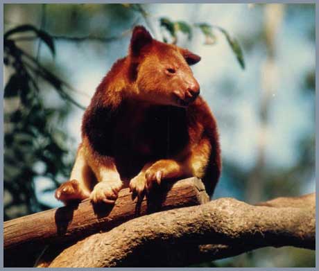 Gấu túi thơm (Dendrolagus)