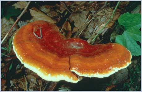 Linh chi (Ganoderma lucidum)
